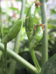 Capsicum Malagueta malaga - Bird's Eye Chili Seed - 1 G Raw Seed