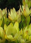 Leucadendron Golden Tulip 22CM Pot