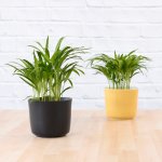 Parlor Palm - Gloss Mustard Emerson