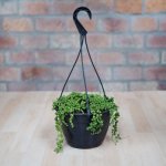 String Of Pearls - Large - 20CM Hanging Nursery Pot