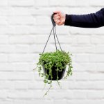 String Of Watermelons - 20CM Hanging Nursery Pot Shorter Plant