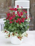 Strawberry F1 Summer Breeze Rose Seed - 250 Raw Seed