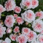 My Granny Rose Floribunda 21CM Pot