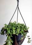 String Of Dolphins 20CM Hanging Basket
