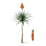 Aloe Tree Art Print