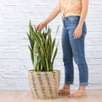 Mother In Law's Tongue - Golden Future - Extra Large - In 35CM Shishi Basket +-60CM Tall - Shorter Plants Than Pictured
