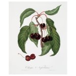 Hard Cherry Print