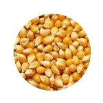 Popcorn Seeds