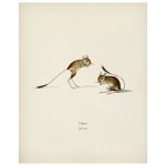 Jerboa Print