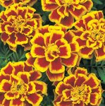 Marigold Durango Bee Seed - 5000 De-tailed Seed