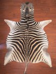 A Grade Zebra Hide 036 L