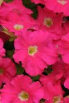 Petunia Dreams Rose Seed - 500 Pelleted Seed