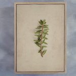 Fynbos 6 Art Print - A3 Framed Canvas With Natural Wood Frame
