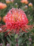 Red Phantom Leucospermum Pincushion 15CM Pot