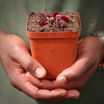 Venus Fly Trap 'red Periscope.' Special Import. - 2 Year Old Plant. 7.5CM Plastic Container.