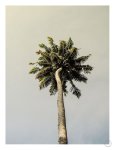 King Palm Art Print - A3