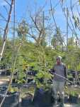 Vachellia Sieberiana Var. Woodii 100LT