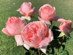 St Ursula Hybrid Tea Rose 5LT