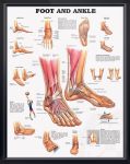 Foot And Ankle