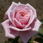 Blossom Time Climbing Rose 5LT