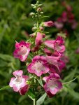 Penstemon Arabesque Orchid Seed - 15 Raw Seed