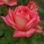 Sabine Bosman Hybrid Tea Rose 5LT