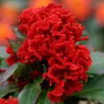 Celosia Chief Red - 50 Raw Seed