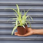 Spider Plant - 12CM Nursery Pot