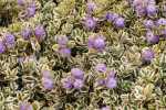 Hebe Variegated 4LT
