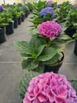 Hydrangea Purple blue 26CM Pot
