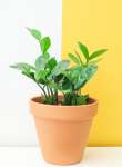 Zz Plant - 12CM