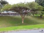 Paperbark Thorn Tree Nkowa-nkowa Gauteng Only - 200 Litres