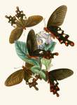 The Cabinet Of Oriental Entomology Pl I 1848 Art Print - A1