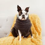 Gray Bear-d Dog Jersey - Xxs