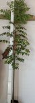 Ekebergia Capensis Pondo 20LT