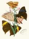 The Cabinet Of Oriental Entomology Pl XX 1848 Art Print - A3