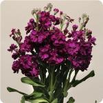 Stocks Katz Purple - 30 Raw Seed