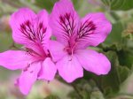Pelargonium Cucullatum 4LT