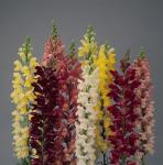 Antirrhinum Snapshot 6 Pack Tray