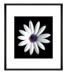 Modern Flower Photography 2 Framed Print 600 X 600
