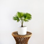Footstool Palm - In White Emerson Pot
