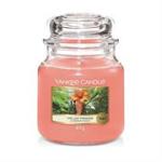 Candle Last Paradise Small Jar Retail Box No Warranty Product Overview with Rare And Exocitc Fragrance Notes Of Rainforest Fruit