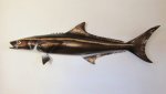 Cobia Prodigal Son 126CM Cb