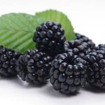 BlackBerry Concentrate - 30ML