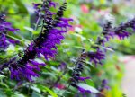 Salvia “amistad Purple” 15CM Pot
