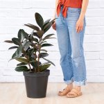 Rubber Tree - Abidjan - Large - 30CM Nursery Pot 3 Stem