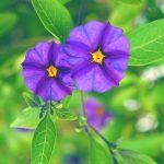 Blue Potato Bush 17CMPOT