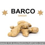 Flavour Oil Ginger