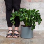 Philodendron Atom - 19CM Nursery Pot Excl. Planter