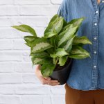 Chinese Evergreen - Pattaya Beauty - 32CM Nursery Pot Large Plant